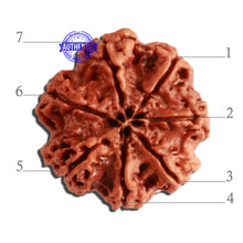 Load image into Gallery viewer, 7 Mukhi Nepalese Rudraksha - Bead No. 357