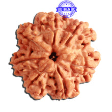 Load image into Gallery viewer, 7 Mukhi Nepalese Rudraksha - Bead No. 358