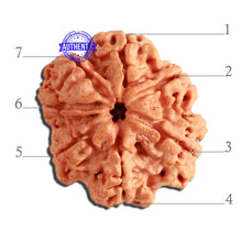 Load image into Gallery viewer, 7 Mukhi Nepalese Rudraksha - Bead No. 360