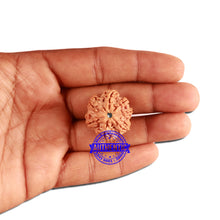 Load image into Gallery viewer, 7 Mukhi Nepalese Rudraksha - Bead No. 361