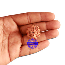 Load image into Gallery viewer, 7 Mukhi Nepalese Rudraksha - Bead No. 362
