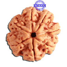 Load image into Gallery viewer, 7 Mukhi Nepalese Rudraksha - Bead No. 363