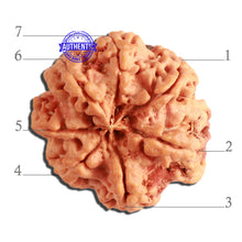 Load image into Gallery viewer, 7 Mukhi Nepalese Rudraksha - Bead No. 363