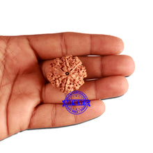 Load image into Gallery viewer, 7 Mukhi Nepalese Rudraksha - Bead No. 364