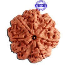 Load image into Gallery viewer, 7 Mukhi Nepalese Rudraksha - Bead No. 364