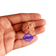 Load image into Gallery viewer, 7 Mukhi Nepalese Rudraksha - Bead No. 365