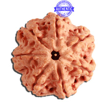 Load image into Gallery viewer, 7 Mukhi Nepalese Rudraksha - Bead No. 365