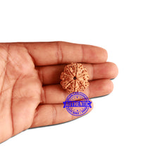 Load image into Gallery viewer, 7 Mukhi Nepalese Rudraksha - Bead No. 366