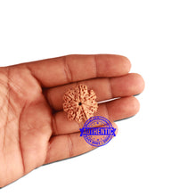 Load image into Gallery viewer, 7 Mukhi Nepalese Rudraksha - Bead No. 368