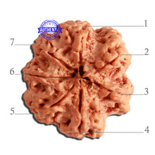 Load image into Gallery viewer, 7 Mukhi Nepalese Rudraksha - Bead No. 369