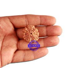 Load image into Gallery viewer, 7 Mukhi Nepalese Rudraksha - Bead No. 370