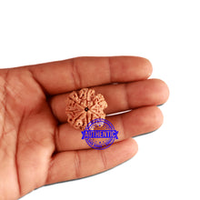 Load image into Gallery viewer, 7 Mukhi Nepalese Rudraksha - Bead No. 372