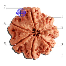 Load image into Gallery viewer, 7 Mukhi Nepalese Rudraksha - Bead No. 373