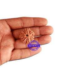 Load image into Gallery viewer, 7 Mukhi Nepalese Rudraksha - Bead No. 373