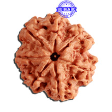 Load image into Gallery viewer, 7 Mukhi Nepalese Rudraksha - Bead No. 375
