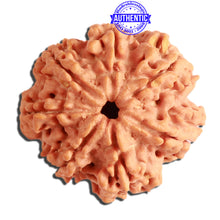 Load image into Gallery viewer, 7 Mukhi Nepalese Rudraksha - Bead No. 376