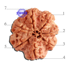 Load image into Gallery viewer, 7 Mukhi Nepalese Rudraksha - Bead No. 377