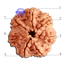 Load image into Gallery viewer, 7 Mukhi Nepalese Rudraksha - Bead No. 381