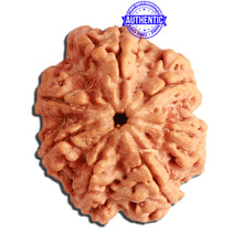 Load image into Gallery viewer, 7 Mukhi Nepalese Rudraksha - Bead No. 382