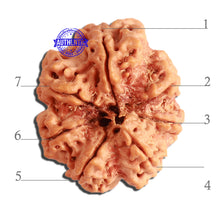 Load image into Gallery viewer, 7 Mukhi Nepalese Rudraksha - Bead No. 382