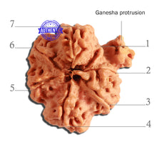Load image into Gallery viewer, 7 Mukhi Nepalese Ganesha Rudraksha - Bead No. 383