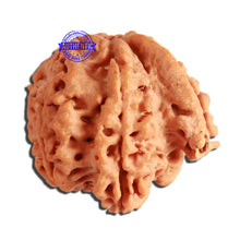 Load image into Gallery viewer, 7 Mukhi Nepalese Ganesha Rudraksha - Bead No. 383