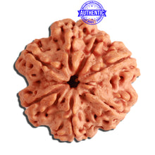 Load image into Gallery viewer, 7 Mukhi Nepalese Ganesha Rudraksha - Bead No. 384