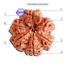 Load image into Gallery viewer, 7 Mukhi Nepalese Ganesha Rudraksha - Bead No. 384