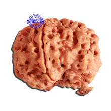 Load image into Gallery viewer, 7 Mukhi Nepalese Ganesha Rudraksha - Bead No. 384