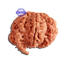 Load image into Gallery viewer, 7 Mukhi Nepalese Ganesha Rudraksha - Bead No. 384