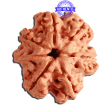 Load image into Gallery viewer, 7 Mukhi Nepalese Ganesha Rudraksha - Bead No. 386