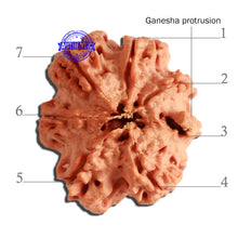 Load image into Gallery viewer, 7 Mukhi Nepalese Ganesha Rudraksha - Bead No. 386