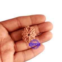 Load image into Gallery viewer, 7 Mukhi Nepalese Ganesha Rudraksha - Bead No. 386