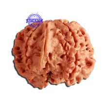 Load image into Gallery viewer, 7 Mukhi Nepalese Ganesha Rudraksha - Bead No. 386