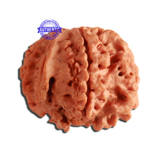 Load image into Gallery viewer, 7 Mukhi Nepalese Ganesha Rudraksha - Bead No. 386