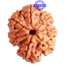 Load image into Gallery viewer, 7 Mukhi Nepalese Ganesha Rudraksha - Bead No. 388