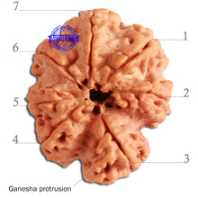 Load image into Gallery viewer, 7 Mukhi Nepalese Ganesha Rudraksha - Bead No. 388