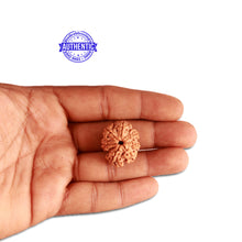 Load image into Gallery viewer, 7 Mukhi Nepalese Ganesha Rudraksha - Bead No. 388