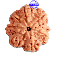 Load image into Gallery viewer, 7 Mukhi Nepalese Ganesha Rudraksha - Bead No. 390