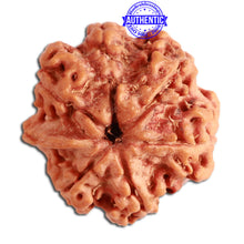 Load image into Gallery viewer, 7 Mukhi Nepalese Ganesha Rudraksha - Bead No. 392