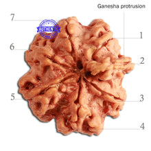 Load image into Gallery viewer, 7 Mukhi Nepalese Ganesha Rudraksha - Bead No. 392