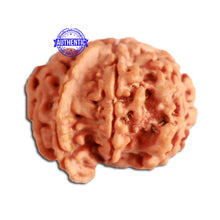 Load image into Gallery viewer, 7 Mukhi Nepalese Ganesha Rudraksha - Bead No. 392