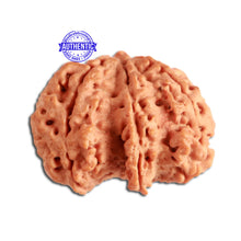 Load image into Gallery viewer, 7 Mukhi Nepalese Ganesha Rudraksha - Bead No. 393