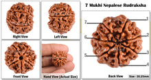 Load image into Gallery viewer, 7 Mukhi Nepalese Rudraksha - Bead No. 6