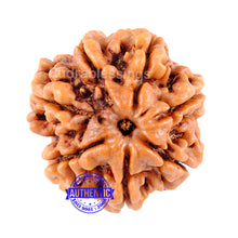 Load image into Gallery viewer, 7 Mukhi Nepalese Rudraksha - Bead No. 105