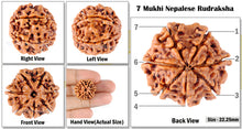 Load image into Gallery viewer, 7 Mukhi Nepalese Rudraksha - Bead No. 119