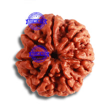 Load image into Gallery viewer, 7 Mukhi Nepalese Rudraksha - Bead No. 485