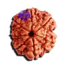 Load image into Gallery viewer, 7 Mukhi Nepalese Rudraksha - Bead No 520