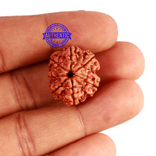 Load image into Gallery viewer, 7 Mukhi Nepalese Rudraksha - Bead No 520