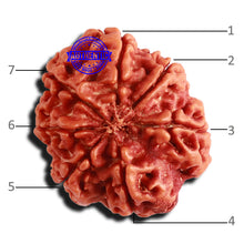 Load image into Gallery viewer, 7 Mukhi Nepalese Rudraksha - Bead No. 547
